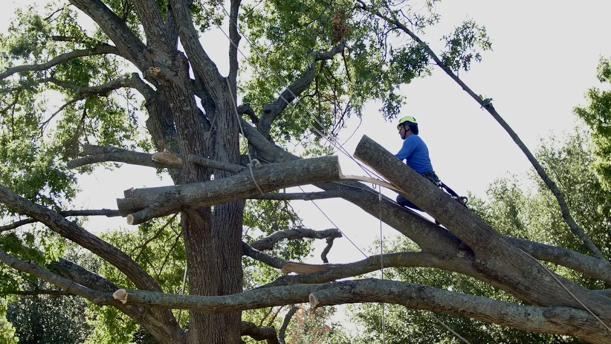 Professional Crown Thinning performed by certified arborists in Lyndeborough