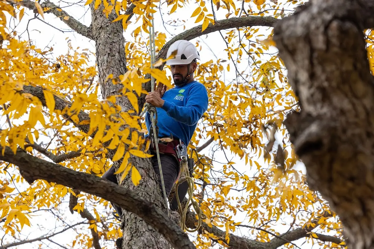 Skilled Storm Damage Cleanup crew working in Lyndeborough